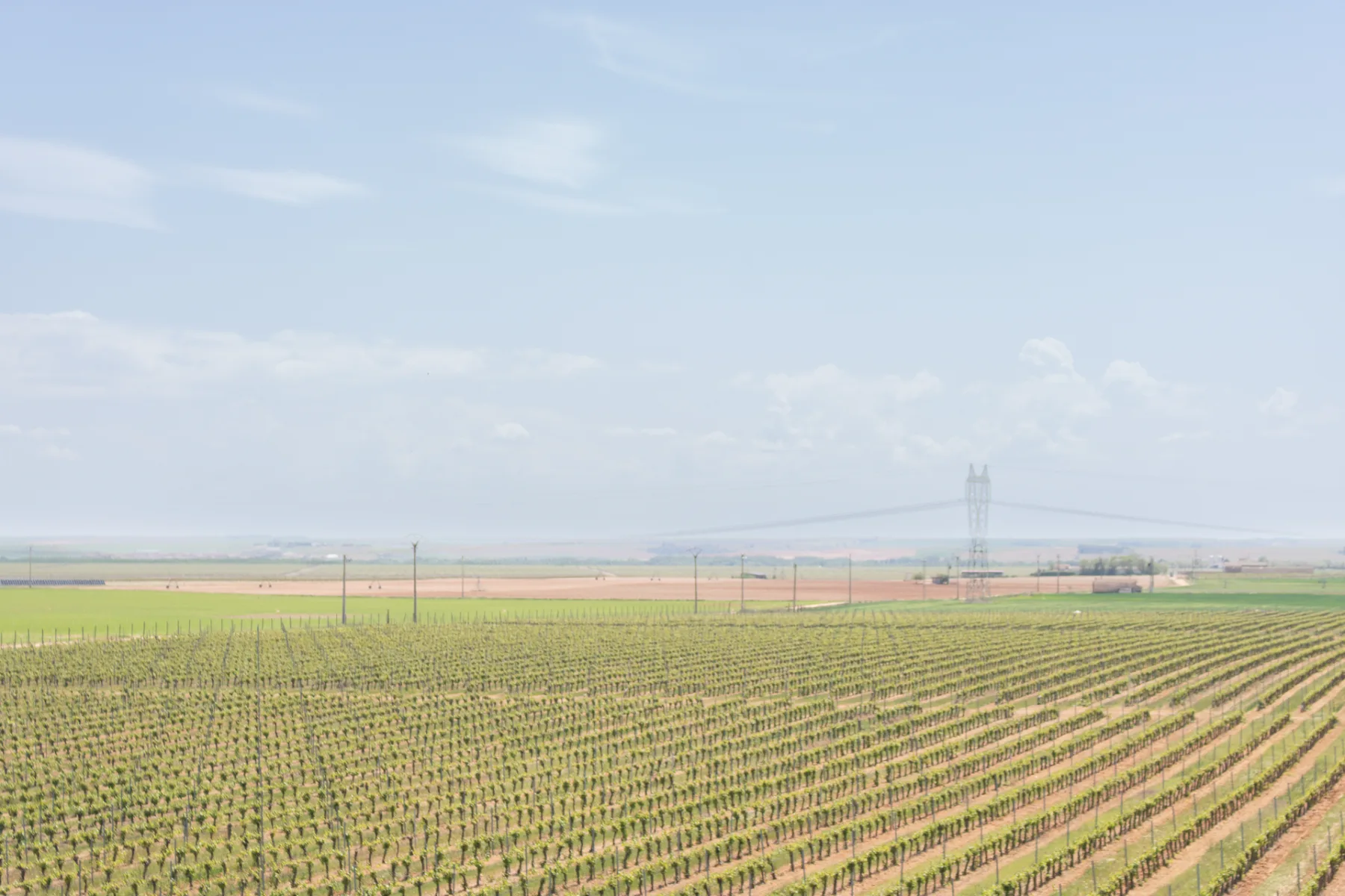 Viñedo de Bodegas Jovellar en Castilla, origen de sus vinos de guarda premium